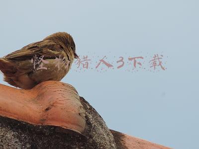 怪物猎人3高清版(《怪物猎人：崛起》PC版游民试玩：进步有限，但还算合格)