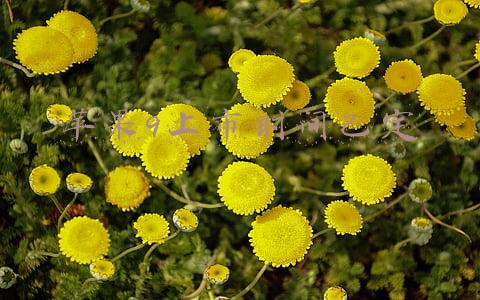 苹果9上市时间已定