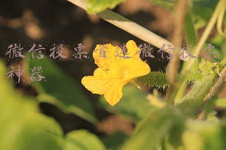 有没有微信投票神器(免费稳定好用的微信投票小程序，照片投票，视频投票打分小程序)