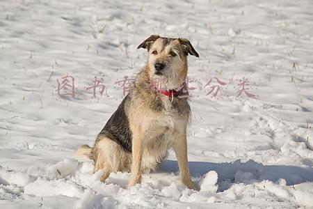 图书都有哪些分类(什么是图书？都有哪些分类？)