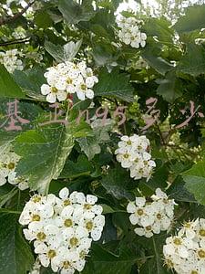 诺基亚n95上市时间价格(两个虎年(1998~2022)之间的手机使用史)