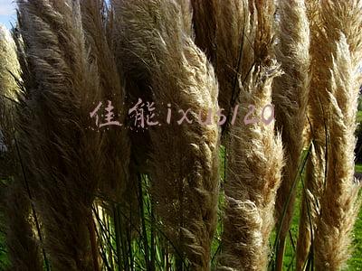 佳能ixus120