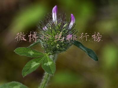 微博粉丝排行榜2021(创造营成团位微博粉丝数量大起底，谁才是真正的人气王)