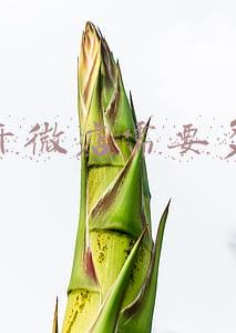 自己开微店需要多少钱