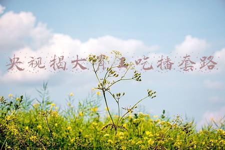 央视揭大胃王吃播套路
