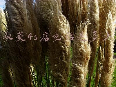 杭州菱智经销商在哪里？（杭州东风菱智4s店地址电话）