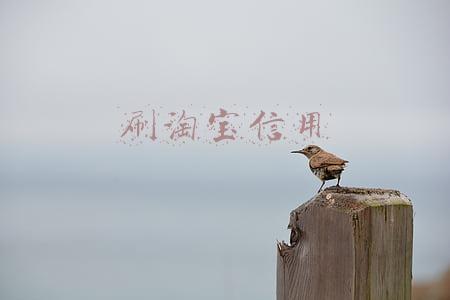 给淘宝店铺刷信誉靠谱吗(江苏苏州：大学生被骗近两万，“熟人”代付一定要警惕！)