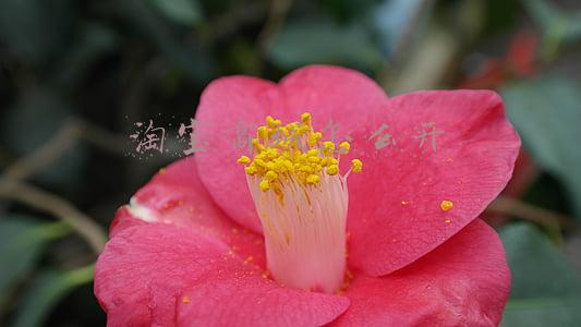 如何开通淘宝店铺(新手小白怎么开淘宝店?卖家如何做淘宝，前期该如何运作运营店铺)
