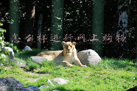 怎么样进行网上购物