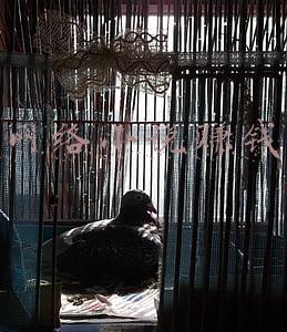 网络小说赚钱