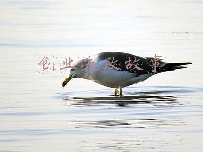创业失败故事