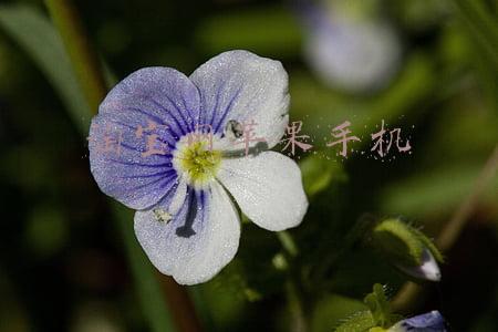 淘宝网苹果手机