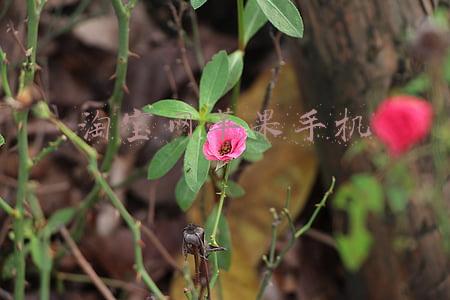 淘宝网苹果手机11买750元可以买吗(618哪里买iPhone最划算？我们帮你算了一笔账……)