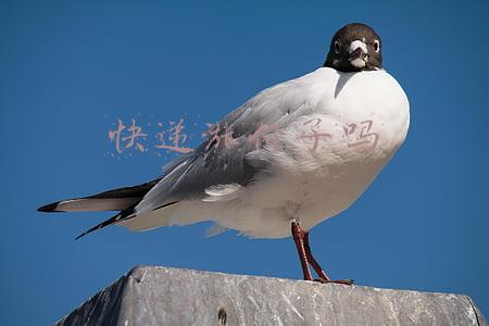 申通快递涨价了吗(韵达、圆通、申通、顺丰发布2021年12月业务快报，单票价格同比回升)