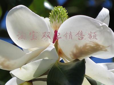 淘宝 双十一 销售额(看到中国双十一的销售额，日本网友满屏震惊：完全输了)