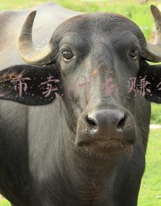 夜市卖什么赚钱