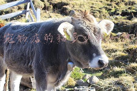 宠物店一只小猫大约多少钱?_宠物店的家猫一般多少钱