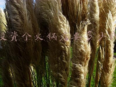 想开一家火锅食材超市该怎么做？入手什么项目较好些？-投资一个火锅食材店多少钱