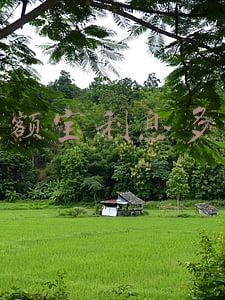 余额宝利息多少