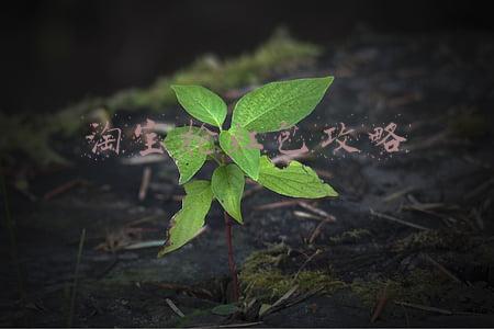 淘宝抢红包攻略