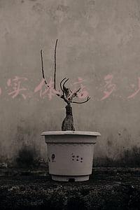 苹果8实体店多少钱啊