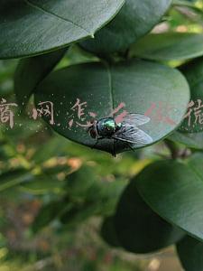 什么是微商怎么做微商(详解微商代理模式)