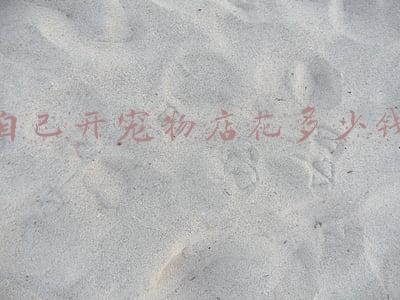 开宠物店要多少钱(开个宠物店大概多少钱？)
