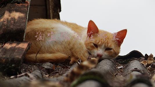 淘宝微淘在哪里进入(淘宝天猫内容营销之微淘发布)