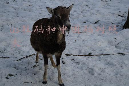 us鞋码和中国码对照表