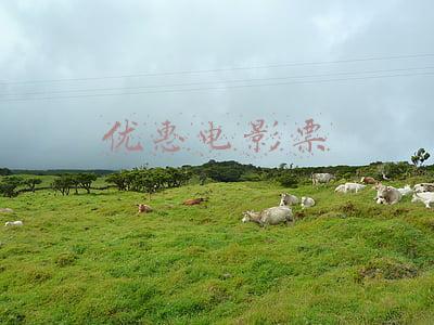 优惠电影票