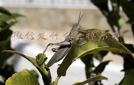 在微信里发什么会有东西掉下来(微信突然上线新功能，专治过目就忘...)