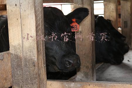 小红书官网首页