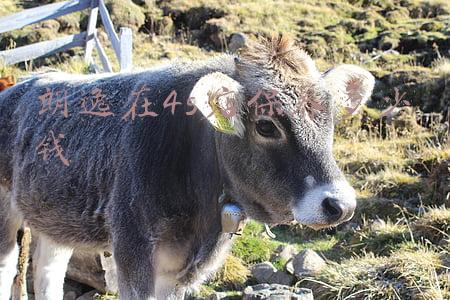 大众朗逸保养一次多少钱啊?有没有朗逸车主回答一下。:朗逸维修保养贵吗