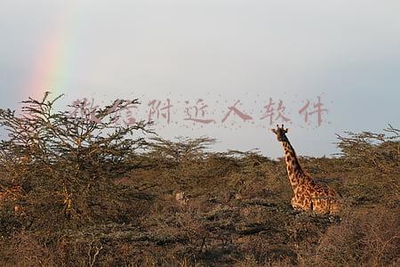 微信自动加附近人软件(搜索“附近的人”掉入诈骗陷阱 失财又失身)