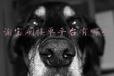 淘宝刷接单平台有哪些