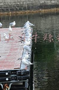 网上斗牛赚钱