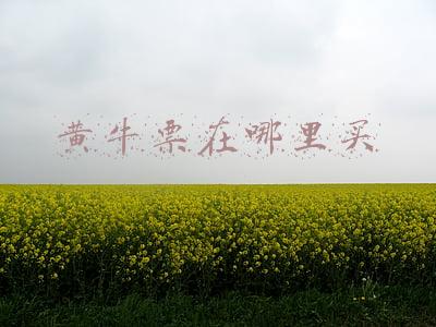 黄牛票在哪里买
