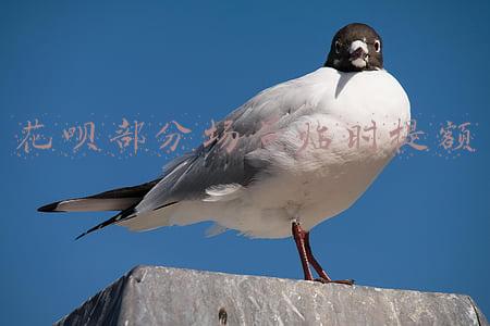 花呗部分场景临时提额