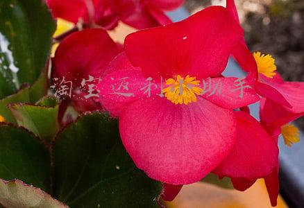 淘宝返利小助手