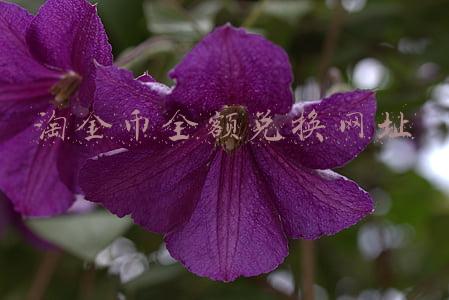 淘金币充值入口(直通车结合淘金币，30天内销售过百万！)