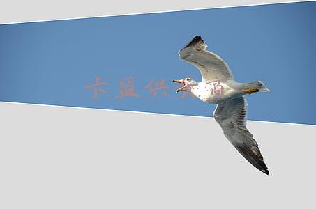 卡盟供货商怎么供货的(卡盟日赚800元 or 0元？！)