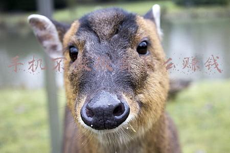 微商营销手机品牌(家族、伎俩和梦，张庭如何托起微商帝国)