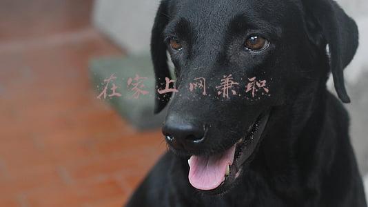 在家上网兼职