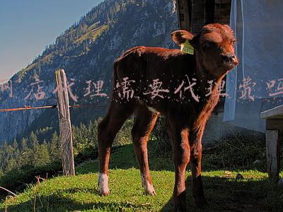 网店代理靠谱吗(警方案例：找网店代运营公司提高销量？要睁大眼睛谨防受骗！)