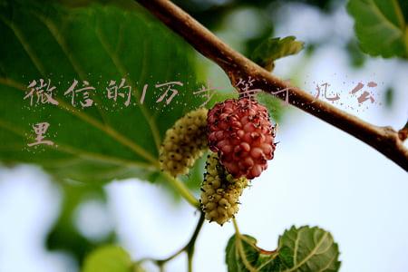 微信的1万步等于几公里