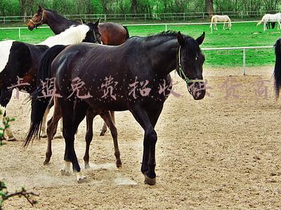 卡盟业务平台(“卡盟”平台：看号卡分离如何撼动2017虚商格局)
