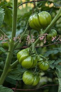 在哪个网站开网店比较好(丰枣网浅谈。淘宝开店好还是京东开店好？)