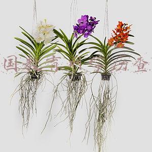 国家教育网学历查询(提升学历怎么知道自己的学历是真是假？上学信网查一查就知道了)