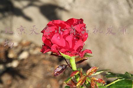 北京天意小商品批发市场搬到哪里去了(北京“小义乌”天意批发市场9月16日正式关门)