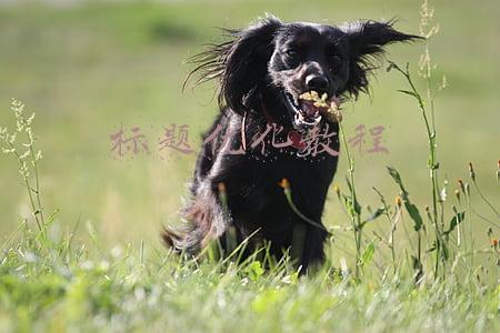 标题优化教程